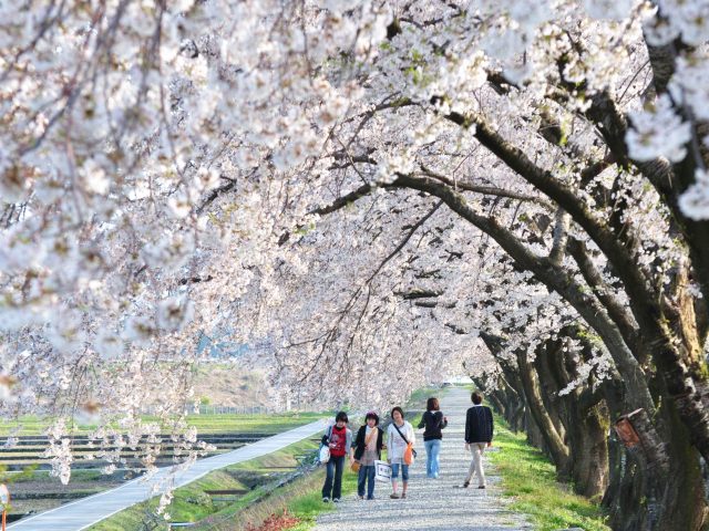 あさひ舟川「春の四重奏」